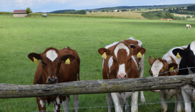 Tierische Nebenprodukte